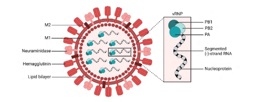 Apa Penyebab Penyakit Miokarditis ?